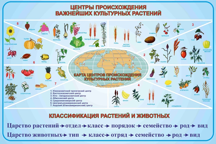 Центры многообразия и происхождения культурных растений презентация 9 класс